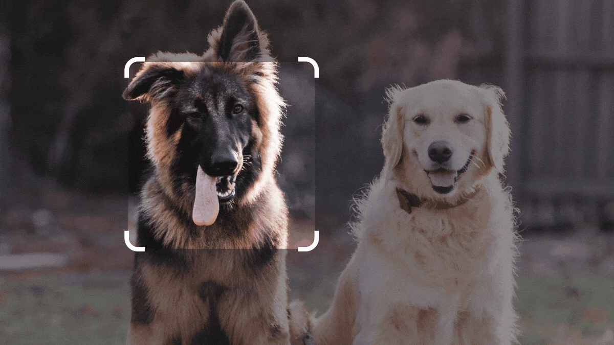Animation montrant la photo de deux chiens, puis une invite Bard demandant de créer une histoire amusante mettant en vedette les chiens.